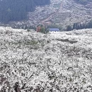 重庆旅游 缩略图 1