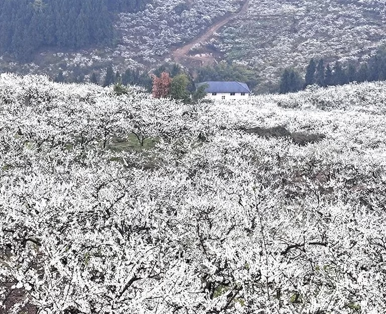 重庆旅游 1