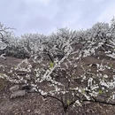 重庆旅游 缩略图 4