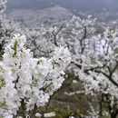 重庆旅游 缩略图 5