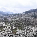 重庆旅游 缩略图 10