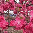 重庆旅游 缩略图 17