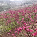 重庆旅游 缩略图 16