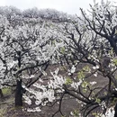 重庆旅游 缩略图 6