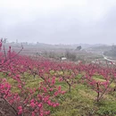 重庆旅游 缩略图 15