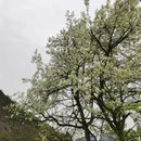 桂林旅游 缩略图 17