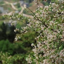 重庆旅游 缩略图 6