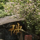 重庆旅游 缩略图 7