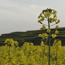 西安旅游 缩略图 8