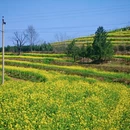 西安旅游 缩略图 5