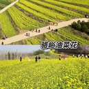 西安旅游 缩略图 7