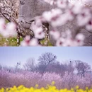 洛阳旅游 缩略图 1