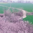 洛阳旅游 缩略图 6