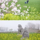 洛阳旅游 缩略图 2
