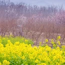 洛阳旅游 缩略图 5