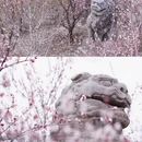 洛阳旅游 缩略图 8