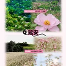 西安旅游 缩略图 2