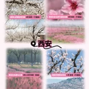 西安旅游 缩略图 10