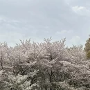 上海旅游 缩略图 13
