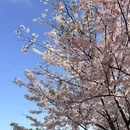 上海旅游 缩略图 6