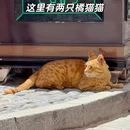 拉萨旅游 缩略图 9