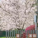 上海旅游 缩略图 9