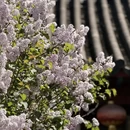 北京旅游 缩略图 1