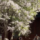 北京旅游 缩略图 7