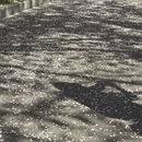 上海旅游 缩略图 7