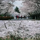 青岛旅游 缩略图 9