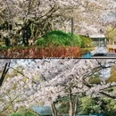 青岛旅游 缩略图 12