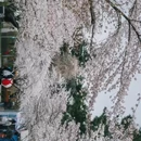 青岛旅游 缩略图 17