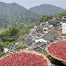 黄山旅游 缩略图 4