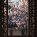 苏州旅游 缩略图 6