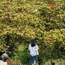 惠州旅游 缩略图 8
