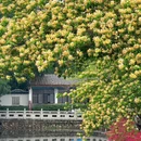 惠州旅游 缩略图 5