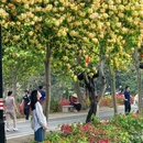 惠州旅游 缩略图 12