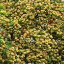 惠州旅游 缩略图 13