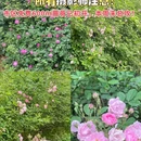 成都旅游 缩略图 1