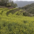黄山旅游 缩略图 2