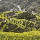 黄山旅游 缩略图 3