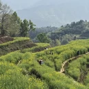 黄山旅游 缩略图 2
