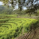 黄山旅游 缩略图 6