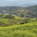 黄山旅游 缩略图 7
