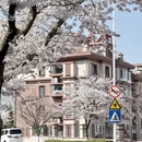 青岛旅游 缩略图 6