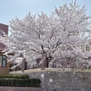 青岛旅游 缩略图 10