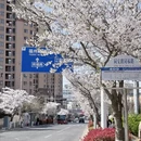 青岛旅游 缩略图 8