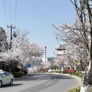 青岛旅游 缩略图 15