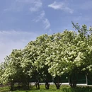 上海旅游 缩略图 5