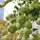上海旅游 缩略图 12
